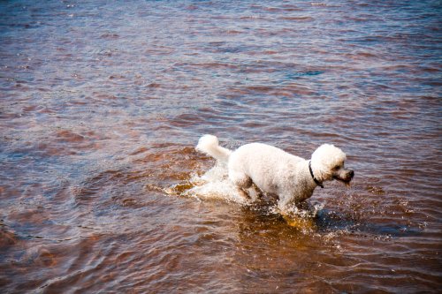 Elliot takes a dip in the Saint Croix River